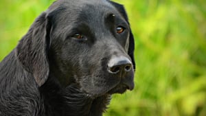 Illustration : Soutenus par les gendarmes, des bénévoles prennent en charge 18 chiens, 2 chats et 2 oiseaux livrés à eux-mêmes dans des cages de fortune