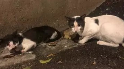 Illustration : Inquiet pour son congénère, ce chat fait preuve d’une patience hors-norme pour soutenir son ami blessé par une voiture en attendant l’arrivée des secours !