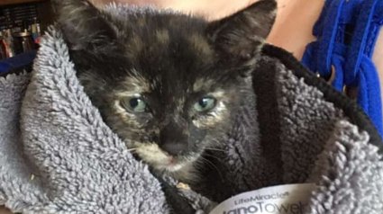 Illustration : Inquiète à l'idée d'avoir abandonné un animal en danger, elle s'arrête sur le bord de l'autoroute pour sauver un chaton coincé dans un mur !