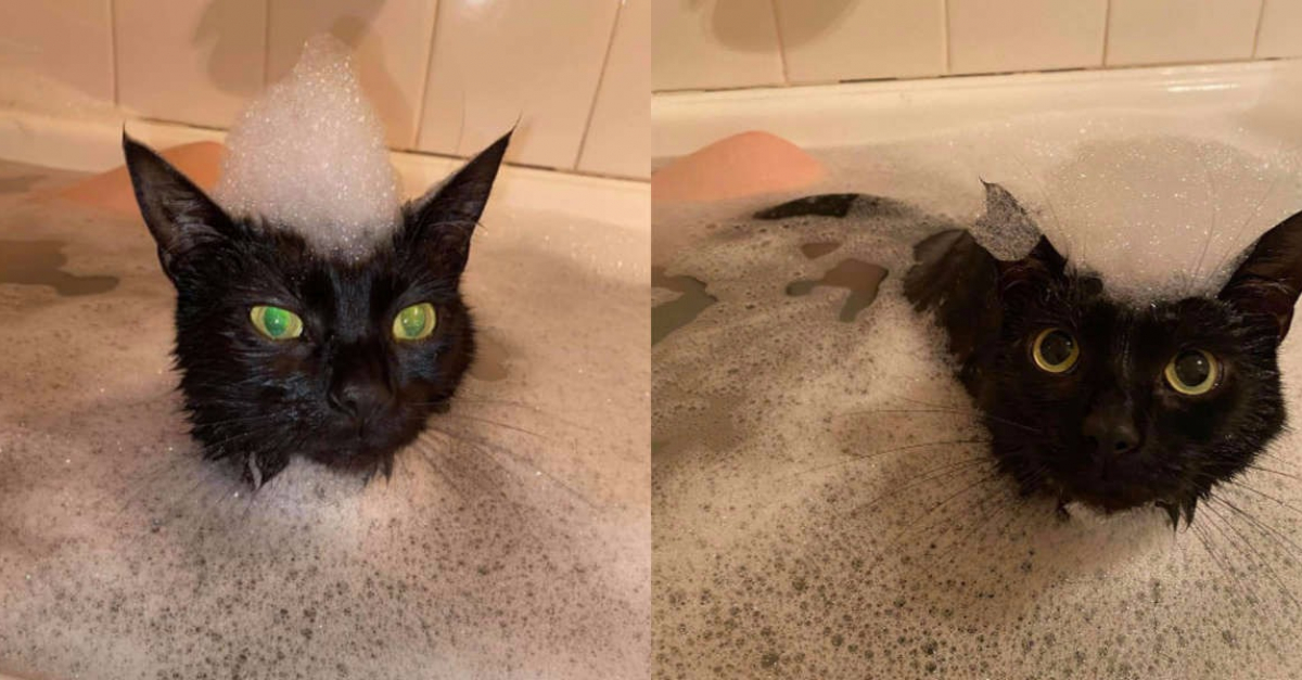 Obsede A L Idee D Etre Propre Depuis Son Adoption Ce Chat Ne Peut S Empecher De Rejoindre Sa Maitresse Lorsqu Elle Prend Son Bain