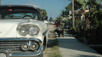 Illustration : Face à la situation des animaux à Cuba, la population se mobilise et obtient la mise en place d'une législation pour le bien-être animal ! 