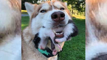 Illustration : Dirigé par son instinct, ce Husky force sa propriétaire à venir en aide aux chatons abandonnés qu'il a découvert dans les bois ! 