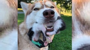 Illustration : Dirigé par son instinct, ce Husky force sa propriétaire à venir en aide aux chatons abandonnés qu'il a découvert dans les bois ! 