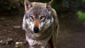 Illustration : L'attachement à l'Homme ne serait pas un trait de caractère exclusif au chien, selon cette étude !