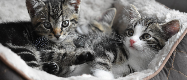 Le Fait De Regarder Des Videos De Chats Sur Le Web Permettrait D Etablir Votre Profil Psychologique