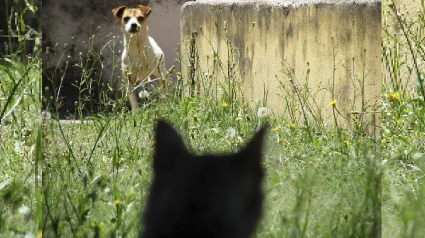 Illustration : Un chat téméraire prend la défense d'un garçon, violemment attaqué par un chien (Vidéo)