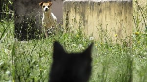 Illustration : Un chat téméraire prend la défense d'un garçon, violemment attaqué par un chien (Vidéo)