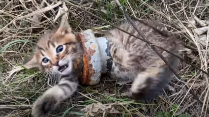 Illustration : Une passante découvre et tente de sauver un chaton errant, la tête et le corps coincés dans un tuyau en acier ! (Vidéo)