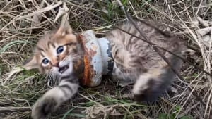 Illustration : Une passante découvre et tente de sauver un chaton errant, la tête et le corps coincés dans un tuyau en acier ! (Vidéo)