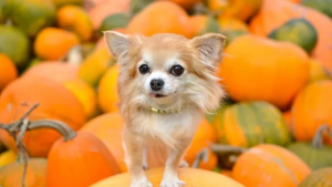 Illustration : 12 animaux qui n'en pouvaient plus d'attendre l'arrivée de la saison des citrouilles !