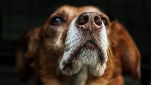 Illustration : "D'après une étude, ce n'est pas avec leurs yeux que les chiens vous voient, mais avec leur nez ! "