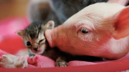 Illustration : Abandonné par sa mère parce qu'il était trop faible, ce chaton s'épanouit grâce à la relation qu'il entretient avec un cochon !