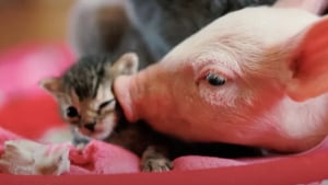 Illustration : Abandonné par sa mère parce qu'il était trop faible, ce chaton s'épanouit grâce à la relation qu'il entretient avec un cochon !