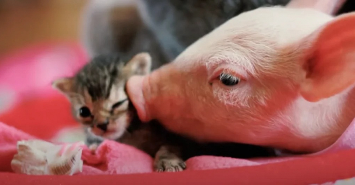 Abandonne Par Sa Mere Parce Qu Il Etait Trop Faible Ce Chaton S Epanouit Grace A La Relation Qu Il Entretient Avec Un Cochon