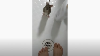 Illustration : Un rat hyperattaché à sa maîtresse l'empêche de prendre une douche seule et tente par tous les moyens de s'y introduire ! (Vidéo)