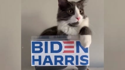 Illustration : Élection présidentielle aux États-Unis : après avoir utilisé les chiens pour sa campagne, Joe Biden fait appel aux "chats démocrates"