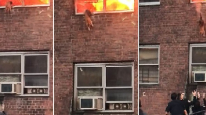 Illustration : Un chat pris au piège dans l'incendie d'un appartement saute du deuxième étage pour atterrir dans les bras des secours (Vidéo)