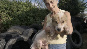 Illustration : Un chien trouve refuge dans un pneu de voiture pour fuir ses propriétaires violents, une association le prend en charge !