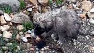 Illustration : Touché par le sort d'un chiot déterminé à attendre sa mère là où elle a perdu la vie, un passant inquiet décide lui venir en aide !