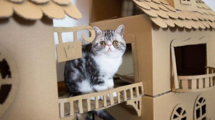 Illustration : 17 photos de forteresses pour chats construites avec de simples boîtes en carton !