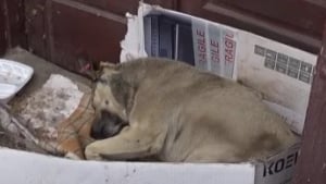 Illustration : Émue par le sort d'un chien errant vivant sur une pile de carton depuis 6 ans, elle stoppe ses vacances pour lui venir en aide ! 