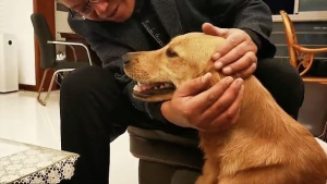 Illustration : Anxieux à l'idée d'être séparé de ses parents, ce Golden Retriever parcourt 100 kilomètres en deux semaines pour les retrouver ! 