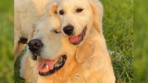 Illustration : Un Golden Retriever aveugle redécouvre la vie grâce à l'amour et au soutien du nouveau chiot de la famille 