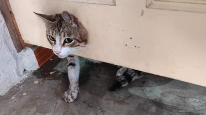 Illustration : Une équipe de secouristes intervient et prend en charge un chat curieux dont la tête est coincée dans une porte ! 