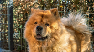 Illustration : Alerté par d'étranges bruits provenant du jardin, un Chow-Chow fait fuir un cambrioleur présumé et sauve ses propriétaires ! 