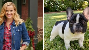 Illustration : 3 semaines après la perte de son chien, l'actrice américaine Reese Witherspoon nous présente Minnie Pearl, un Bouledogue Français !