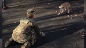 Illustration : Incrédule face à l'arrivée d'une militaire dans son foyer, ce chien d'abord inquiet explose de joie quand il se rend compte qu'il s'agit de sa maîtresse ! (Vidéo)