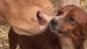 Illustration : Meilleurs amis, ce chien pleure de joie quand il redécouvre la vache qui l'a élevé !