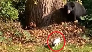 Illustration : Un chiot joue son rôle de gardien et fait fuir un ours alors qu'il s'était introduit dans son jardin ! (Vidéo)