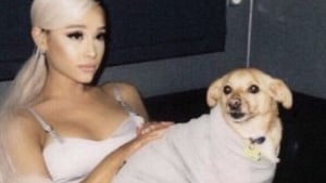 Illustration : "Fière maman de 10 chiens qu'elle a adoptés, Ariana Grande célèbre l'ouverture de son refuge avec ses fans ! "