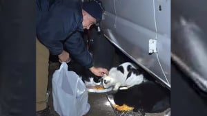 Illustration : "Inquiet pour le sort des chats errants de sa ville, cela fait 22 ans que ce septuagénaire les nourrit chaque jour et les stérilise ! "