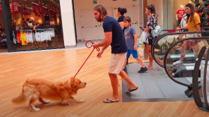 Illustration : Touché par la réaction de son Golden Retriever effrayé par un escalator, ce propriétaire trouve la solution parfaite ! (Vidéo)