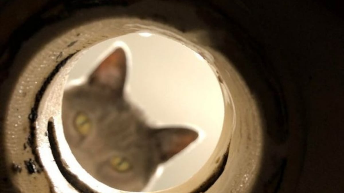 Illustration : "15 photos qui prouvent que les chats sont omniscients et qu'ils vous surveillent d'une manière ou d'une autre ! "