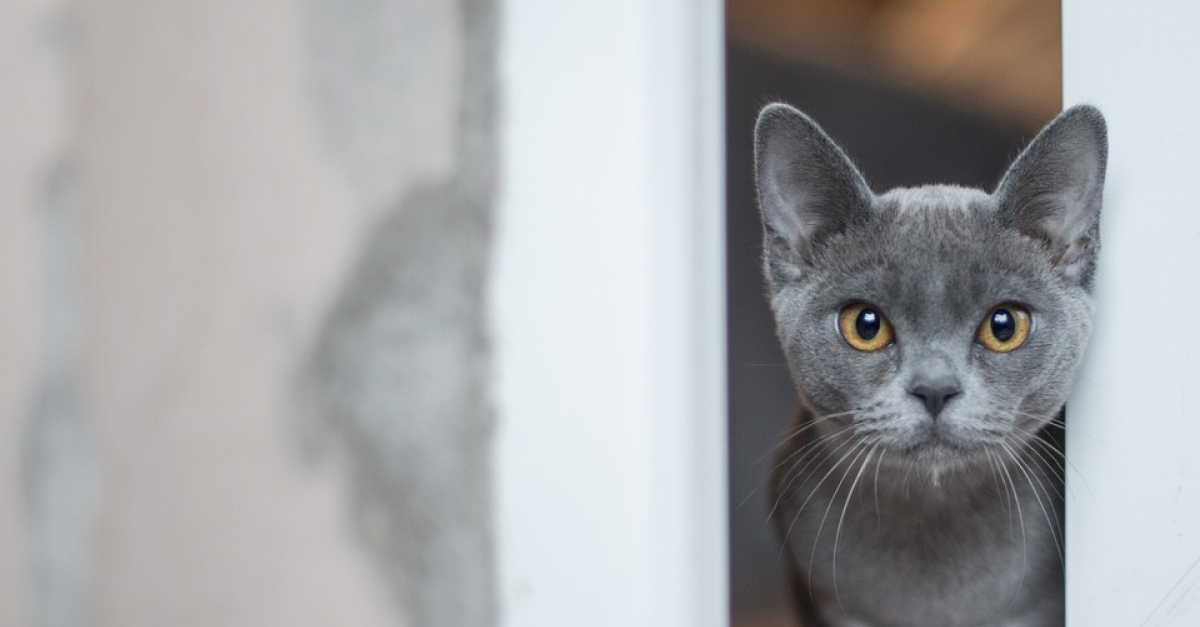 En Fuite Depuis Le Premier Confinement Un Chat Retrouve Sa Famille Apres Avoir Evite La Noyade Grace A Sa Puce D Identification