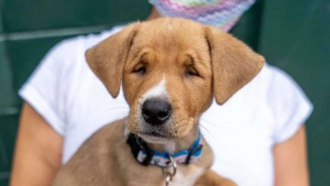 Illustration : Abandonné dans une boite en carton chez un vétérinaire, un chiot handicapé échappe au pire pour trouver une famille !