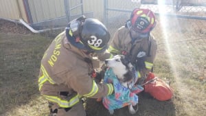 Illustration : "Pris au piège dans les eaux d'une rivière gelée, un Husky survit grâce à la mobilisation rapide des pompiers"