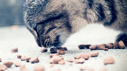 Illustration : Un chat guidé par la gourmandise déclenche un incendie en tentant d'attraper ses croquettes 