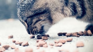 Illustration : Un chat guidé par la gourmandise déclenche un incendie en tentant d'attraper ses croquettes 