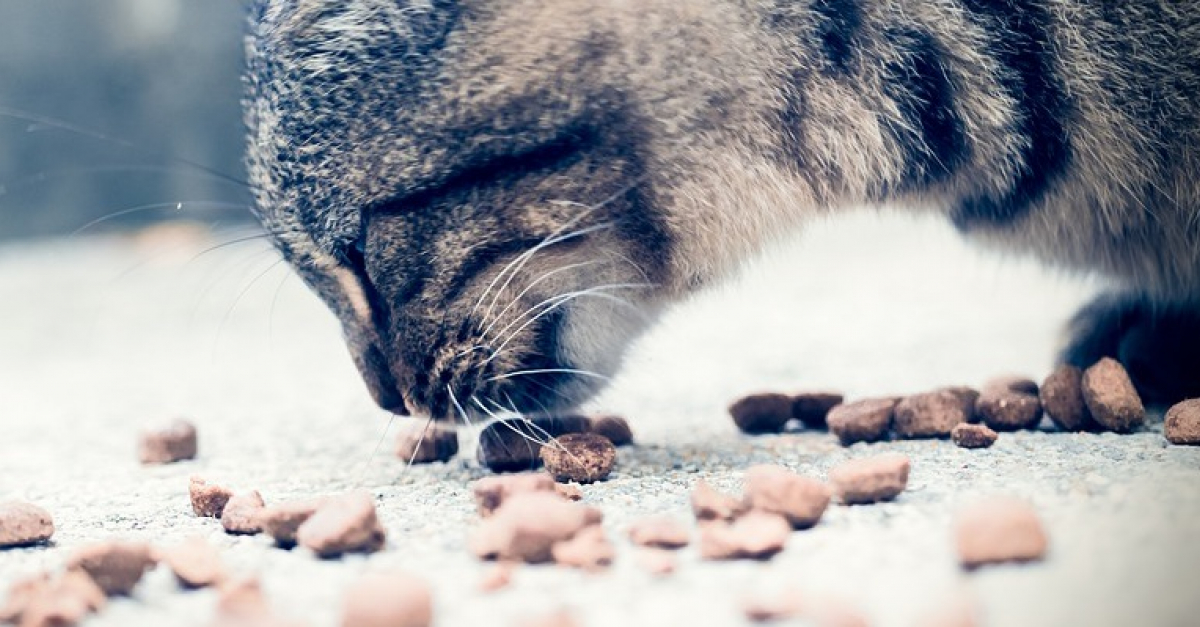 Un Chat Guide Par La Gourmandise Declenche Un Incendie En Tentant D Attraper Ses Croquettes