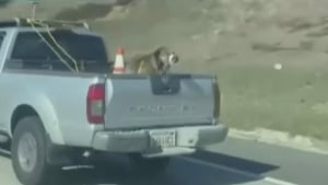 Illustration : Interpellée par l'état d'un chien attaché à l'arrière d'une voiture en marche sur l'autoroute, elle filme la situation et le sauve !