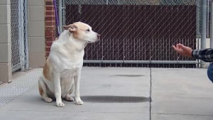 Illustration : Après 3 années d'errance et 6 mois dans un refuge, ce chien déprimé explose de joie quand il retrouve son propriétaire !