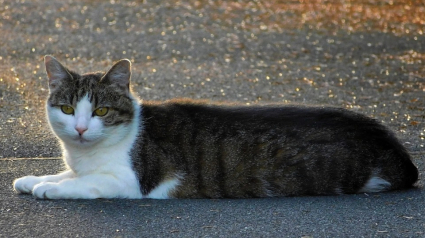 Illustration : Un avocat toulousain s'arrête sur le bord de la route pour tenter de sauver un chat errant et malade 