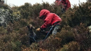 Illustration : Une équipe de secouristes intervient pour tenter de sauver un chien coincé depuis trois jours après une chute en montagne 