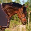 Illustration : Couvertures pour chevaux : les différents modèles disponibles