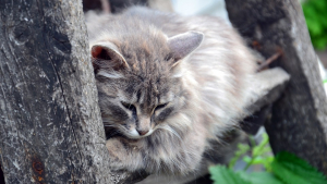 Illustration : Deux entreprises normandes unissent leurs forces pour venir en aide à un chat coincé depuis deux jours en haut d'un arbre