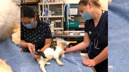 Illustration : Un chat errant doté d'une volonté hors-norme survit à une attaque par balle grâce au soutien d'une association